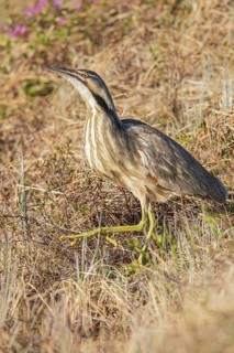 American bittern (Botaurus lentiginosus) on the tundra near Churchill, Manitoba, Canada