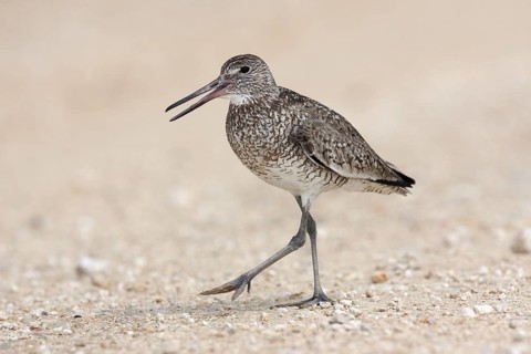 Willet (Tringa semipalmata), Texas, USA