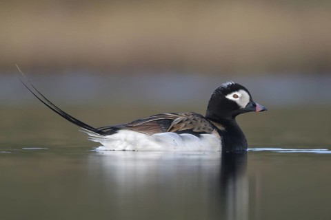 Long-tailed Duck (Clangula hyemalis) male, Alaska, USA
