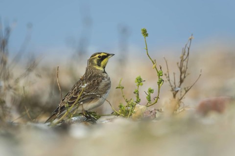 Horned Lark (Eremophila alpestris), Schleswig-Holstein, Germany