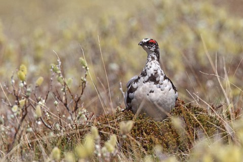 Alpenschneehuhn (Lagopus muta)