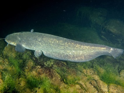 Wels catfish (Silurus glanis)