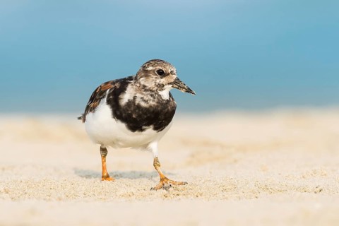 Ruddy Turnstone (Arenaria interpres), Ma'agan Michael, Israel