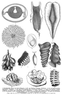 Animal eggs, historical graphic representation, 1896, historische Zeichnung, 1896, Eier von Tieren