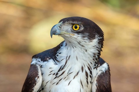 African Hawk-eagle, Acacia eagle, (Aquila spilogaster), perch, Tendaba camp / Tendaba photo hid,