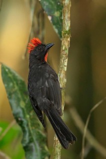 Sooty Ant Tanager (Habia gutturalis) perched on a branch in the mountains of Colombia, South