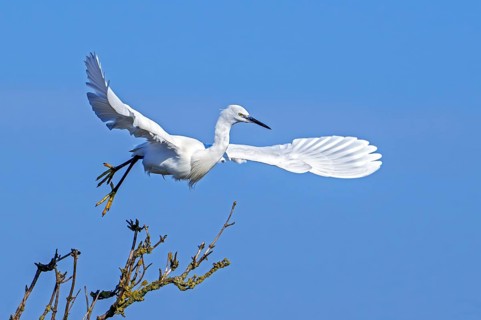 Little egret (Egretta garzetta) in flight, taking off from tree in late winter, early spring