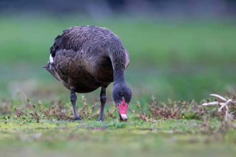 Black Swan (Cygnus atratus) grazing, Victoria, Australia