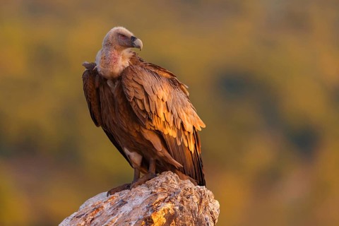 Griffon Vulture, Eurasian Griffon Vulture, Griffon Vulture, Eurasian Griffon, (Gyps fulvu), Vautour