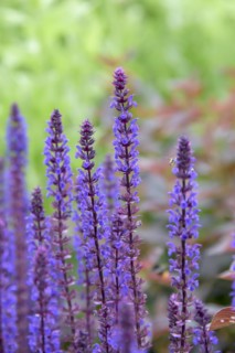 Steppe sage (Salvia nemorosa 'Caradonna'), University of Agricultural Sciences, Alnarp, Skane län,