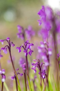 A stunning display of Orchis champagneuxii, showcasing vibrant purple flowers on slender green