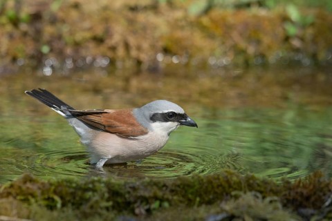 Red-backed Shrike (Lanius collurio) male at waterhole, Liguria, Italy