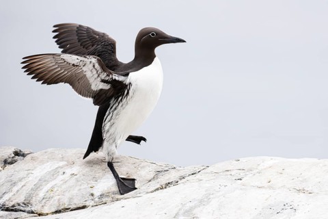 Guillemot (Uria aalge), adult bird walking with outstretched wings on stone slab, Hornøya Island,