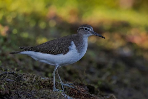 Common Sandpiper (Actitis hypoleucos), North Rhine-Westphalia, Germany
