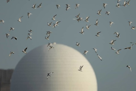 Sandwich tern (Thalasseus sandvicensis) adult birds in flight with Sizewell B nuclear power station