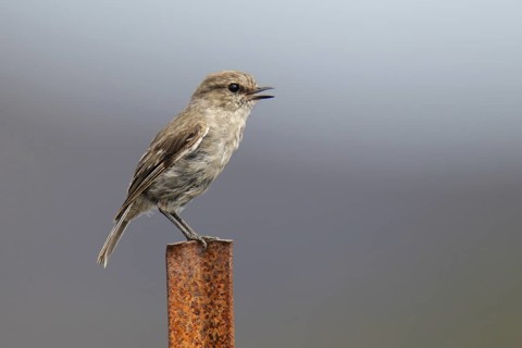 Dusky Robin (Melanodryas vittata), Tasmania, Australia