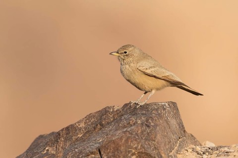 Desert Lark (Ammomanes deserti payni) perched on a rock, Eilat, Israel