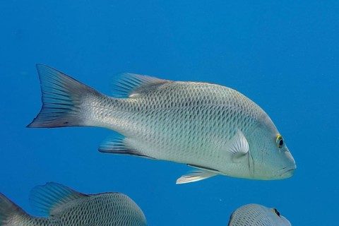 Mangrove snapper (Lutjanus argentimaculatus)