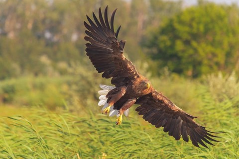 White-tailed Eagle (Haliaeetus albicilla) flying, Danube Delta, Romania