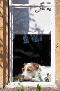Dog lying in a window, house, Chipping Campden, The Cotswolds, England, Great Britain