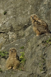 Eurasian Eagle-Owl (Bubo bubo) juvenile, North Rhine-Westphalia, Germany