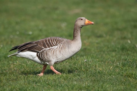 Greylag Goose (Anser anser), Netherlands
