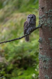 One tawny owl or brown owl (Strix aluco) sitting on a twig of a tree in the bavarian forest. Green