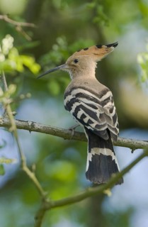 Eurasian Hoopoe (Upupa epops), Brandenburg, Germany