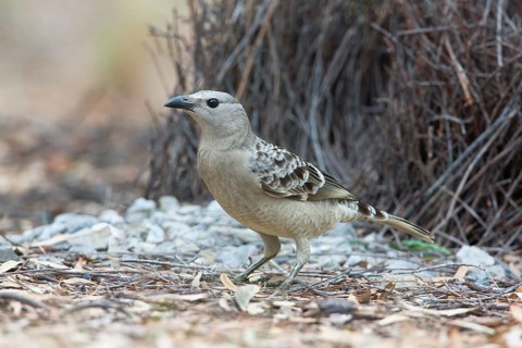 Great Bowerbird (Chlamydera nuchalis), Queensland, Australia
