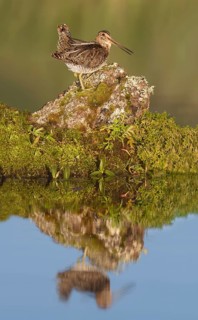 Wilson's Snipe (Gallinago delicata) perched on the ground, British Columbia, Canada