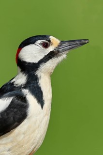 Great spotted woodpecker (Dendrocopos major) male, animal portrait, animals, birds, woodpeckers,