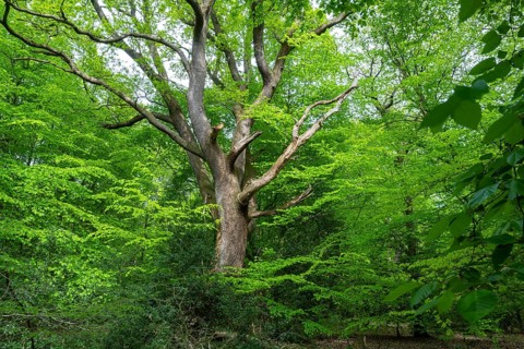 Spring in the Baumweg jungle, Emstek, Lower Saxony, Germany