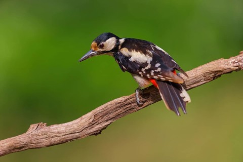 Great spotted woodpecker (Dendrocopos major) Picoides major, Pic Èpeiche, Pico Picapinos, forest,