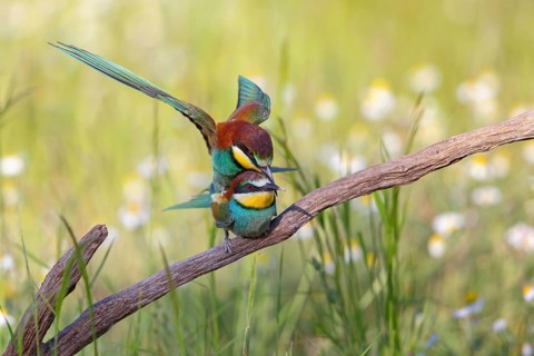 Bee-eater, (Merops apiaster), copula, mating, Tiszaalpár, Kiskunsági National Park, Bács-Kiskun,