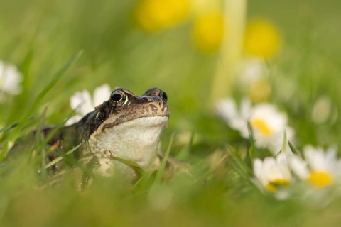 Common frog (Rana temporaria) adult amphibian on a garden grass lawn with daisy flowers in spring,