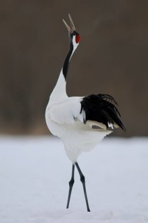 Red-crowned Crane (Grus japonensis) calling, Hokkaido, Japan