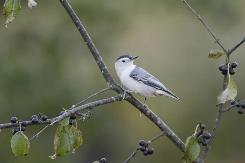 White-breasted Nuthatch (Sitta carolinensis), Ontario, Canada