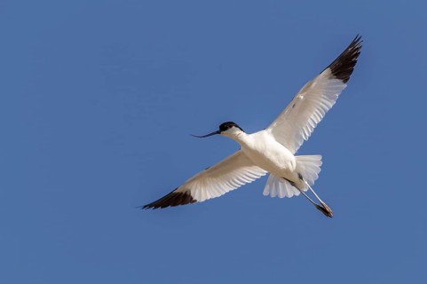 Pied Avocet (Recurvirostra avosetta) flying, Texel, Netherlands