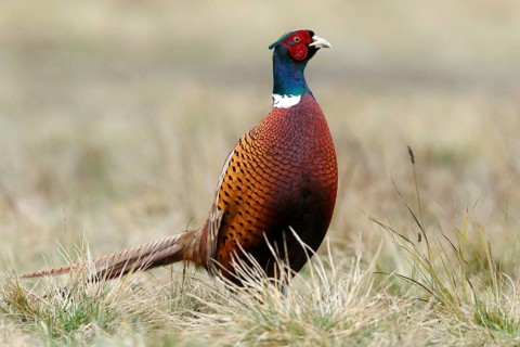 Common Pheasant (Phasianus colchicus) male, Lombardy, Italy