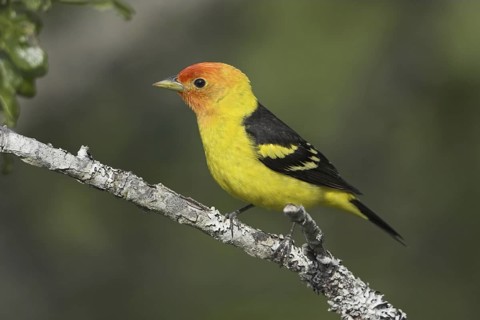 Western Tanager (Piranga ludoviciana) male, British Columbia, Canada