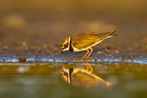 Common Ringed Plover (Charadrius hiaticula) foraging, North Rhine-Westphalia, Germany
