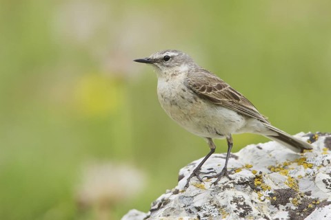 Water Pipit (Anthus spinoletta), Switzerland