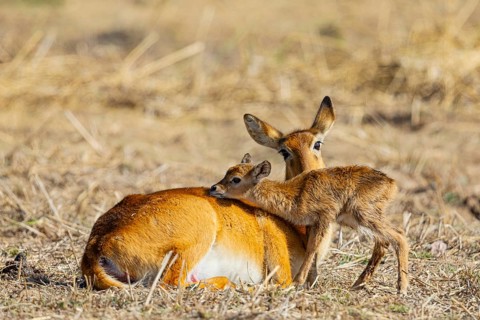 Puku (Kobus vardoni) female with new born fawn Zambia August