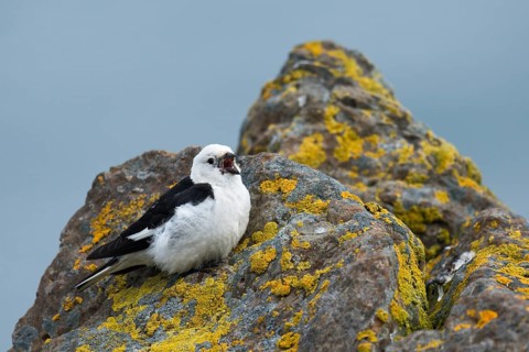 Snow Bunting (Plectrophenax nivalis insulae) male singing, perched on a stone, Iceland