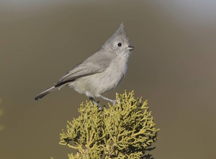 Juniper Titmouse (Baeolophus ridgwayi), New Mexico, USA