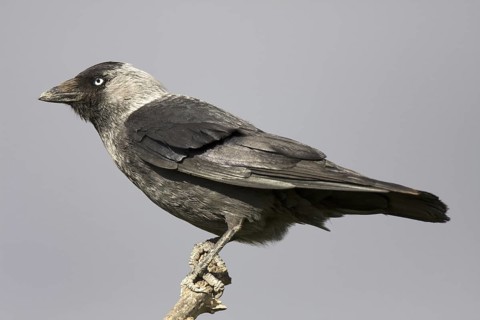 Western Jackdaw (Coloeus monedula), Castile-La Mancha, Spain