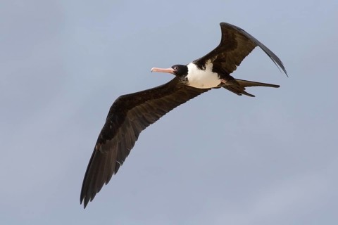 Christmas Frigatebird (Fregata andrewsi) female flying, Christmas Island, Australia