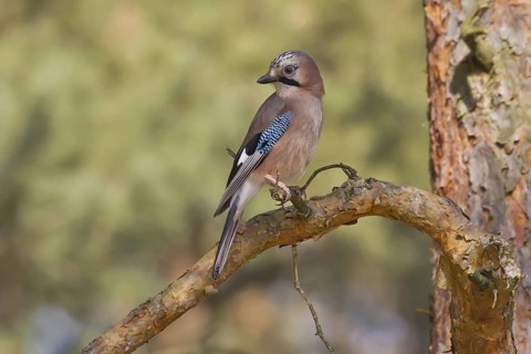 Eurasian Jay (Garrulus glandarius) perched on a branch, Bavaria, Germany