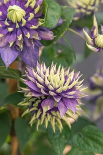 Clematis TAIGA, Plantarium 2016, Netherlands