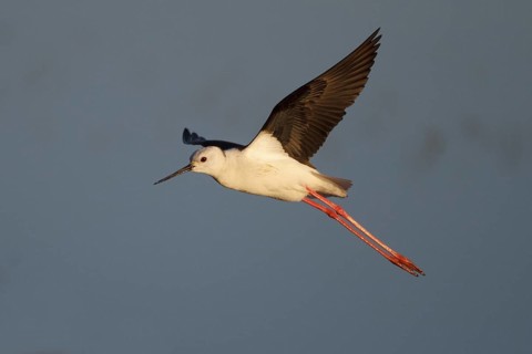 Black-winged Stilt (Himantopus himantopus) flying, Spain